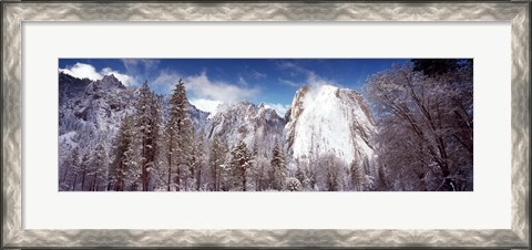 Framed Snowy trees with rocks in winter, Cathedral Rocks, Yosemite National Park, California, USA Print