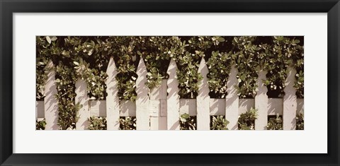Framed White picket fence surrounded by bushes along Truman Avenue, Key West, Monroe County, Florida, USA Print