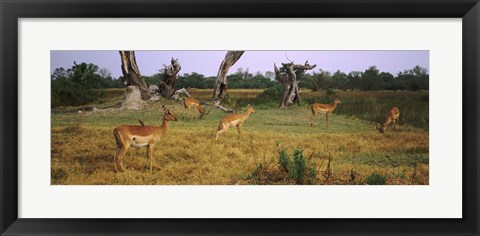 Framed Herd of impalas (Aepyceros Melampus) grazing in a field, Moremi Wildlife Reserve, Botswana Print