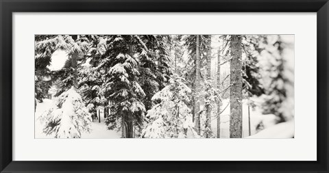 Framed Snow covered evergreen trees at Stevens Pass, Washington State (black and white) Print