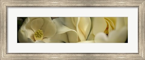 Framed Magnolia flowers Print