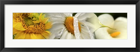 Framed Yellow and white flowers Print