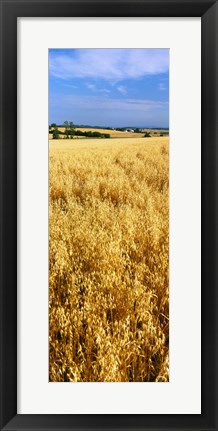 Framed Wheat crop in a field, Willamette Valley, Oregon, USA Print