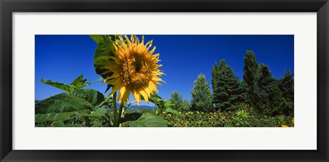 Framed Close up of a sunflower in a field, Hood River, Oregon Print