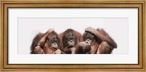 Framed Close-up of three orangutans Print
