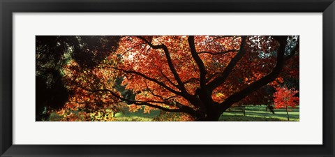Framed Acer tree in a garden, Thorp Perrow Arboretum, Bedale, North Yorkshire, England Print