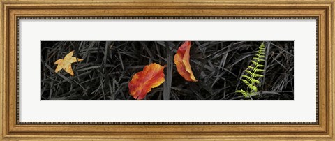 Framed Close-up of different leaves Print