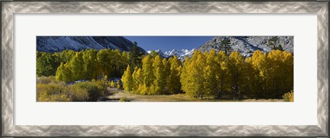 Framed Quaking aspens (Populus tremuloides) in autumn, Californian Sierra Nevada, Bishop, California, USA Print