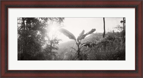 Framed Sunlight through trees in a forest in black and white, Chiang Mai Province, Thailand Print