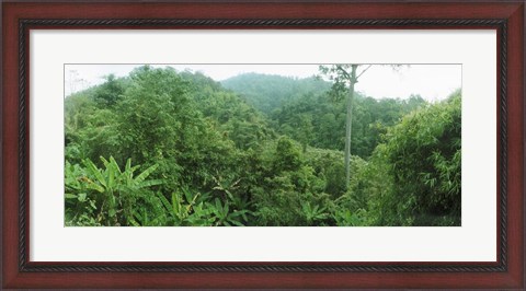 Framed Vegetation in a forest, Chiang Mai Province, Thailand Print