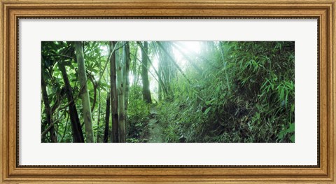 Framed Light through a Bamboo forest, Chiang Mai, Thailand Print