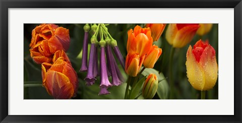 Framed Close-up of orange and purple flowers Print