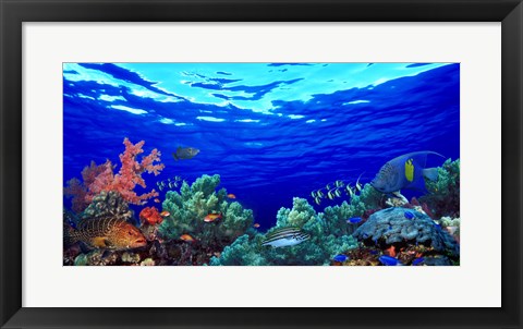 Framed Underwater view of Pallid triggerfish, Oriental Sweetlips and Longfin bannerfish with Yellowbar Angelfish Print