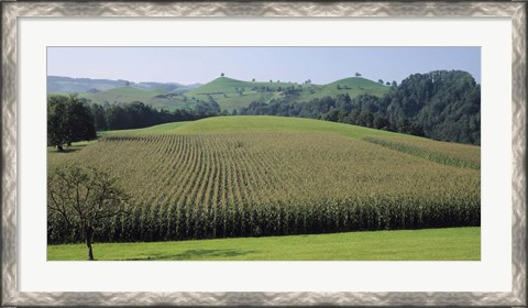 Framed Switzerland, Canton Zug, Panoramic view of Cornfields Print