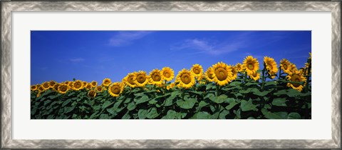 Framed Field Of Sunflowers, Bogue, Kansas, USA Print