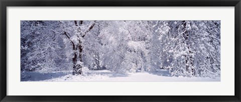 Framed Snow covered trees in a forest, Yosemite National Park, California, USA Print