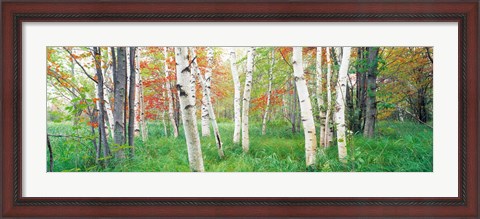 Framed Birch trees in a forest, Acadia National Park, Maine Print