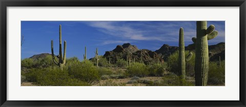 Framed Cactus plant on a landscape, Sonoran Desert, Organ Pipe Cactus National Monument, Arizona, USA Print