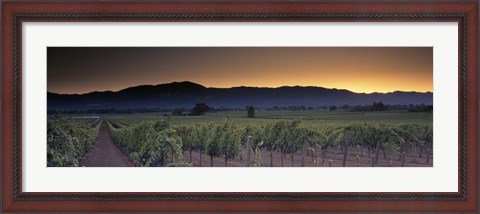 Framed Vineyards on a landscape, Napa Valley, California, USA Print