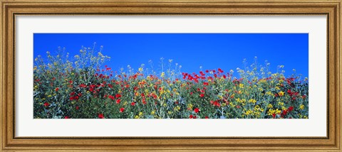 Framed Poppy field Tableland N Germany Print