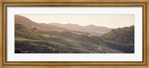 Framed High angle view of a vineyard in a valley, Sonoma, Sonoma County, California, USA Print