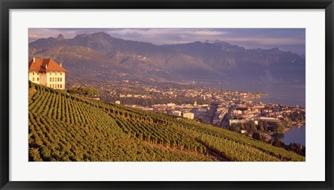 Framed Vineyard at a hillside, Lake Geneva, Vevey, Vaud, Switzerland Print