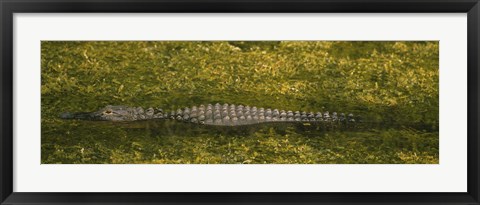 Framed Alligator flowing in a canal, Big Cypress Swamp National Preserve, Tamiami, Ochopee, Florida, USA Print