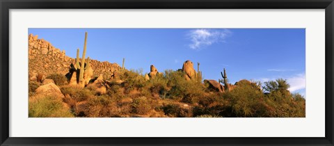 Framed Saguaro Cactus, Sonoran Desert, Arizona, United States Print