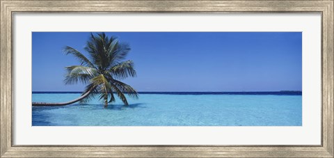 Framed Palm tree in the sea, Maldives Print