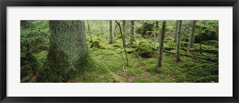 Framed Close-up of moss on a tree trunk in the forest, Siggeboda, Smaland, Sweden Print
