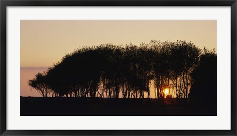 Framed Silhouette of trees, California, USA Print