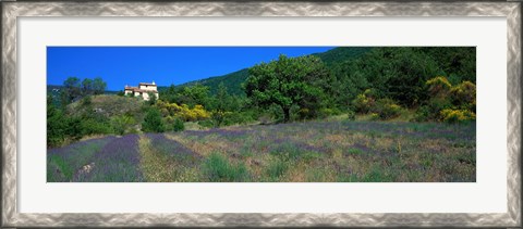 Framed Lavender Field La Drome Provence France Print