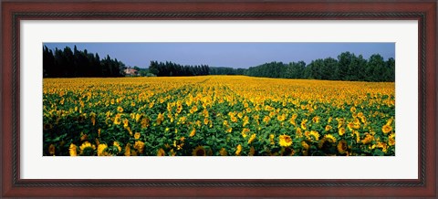 Framed Sunflowers St Remy de Provence Provence France Print