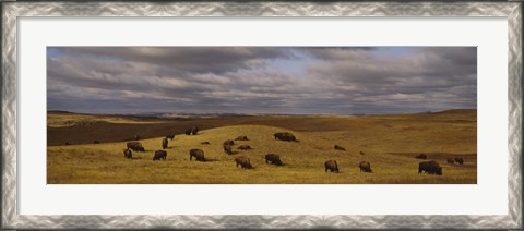 Framed High angle view of buffaloes grazing on a landscape, North Dakota, USA Print