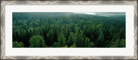 Framed Finland, Aulanko, Scandinavian Forest Print