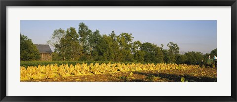 Framed Tractor in a tobacco field, Winchester, Kentucky, USA Print