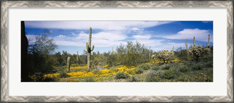 Framed Poppies and cactus on a landscape, Organ Pipe Cactus National Monument, Arizona, USA Print