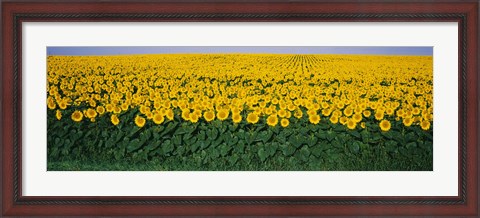 Framed Sunflower Field, Maryland, USA Print