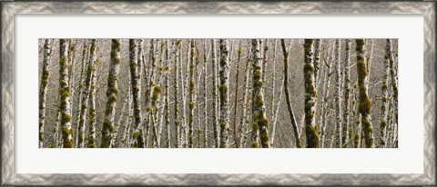 Framed Trees in the forest, Red Alder Tree, Olympic National Park, Washington State, USA Print