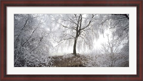 Framed Birch trees covered with snow, Switzerland Print