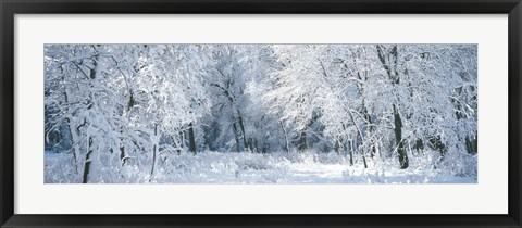 Framed Winter, Forest, Yosemite National Park, California, USA Print