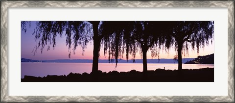 Framed Weeping Willows, Lake Geneva, St Saphorin, Switzerland Print