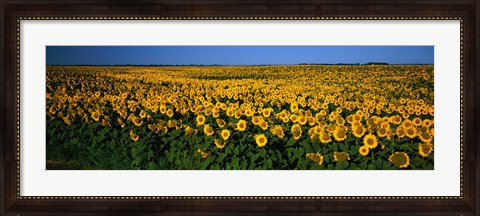 Framed Field of Sunflowers ND USA Print
