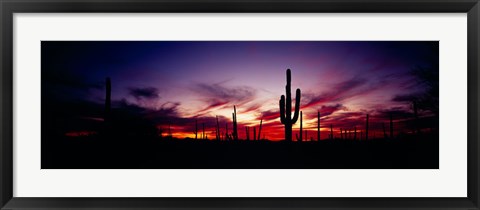 Framed Silhouette of Saguaro cactus (Carnegiea gigantea), Saguaro National Monument, Arizona, USA Print