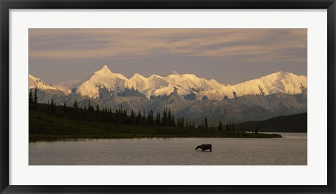 Framed Moose standing on a frozen lake, Wonder Lake, Denali National Park, Alaska, USA Print