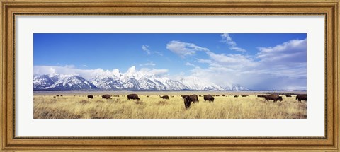 Framed Bison Herd, Grand Teton National Park, Wyoming, USA Print