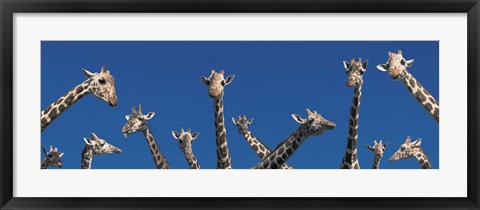 Framed Curious Giraffes (concept) Kenya Africa Print