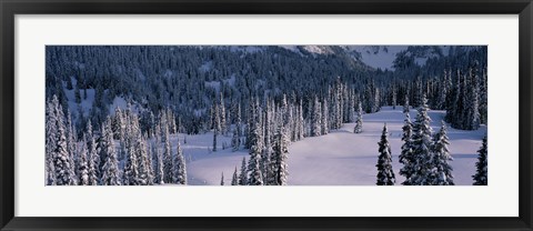 Framed Fir Trees, Mount Rainier National Park, Washington State, USA Print