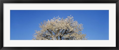 Framed Cherry Blossoms, Switzerland Print