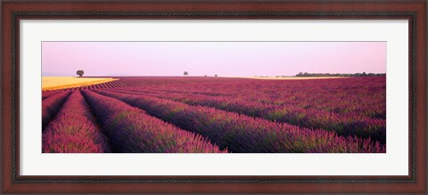 Framed Lavender crop on a landscape, France Print